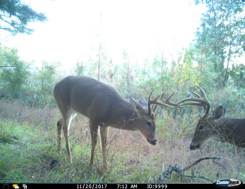 Louisiana Hunting Lease Legacy Wildlife